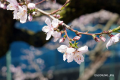 DSC09240